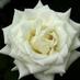 YORKSHIRE (@900470462) Twitter profile photo YORKSHIRE (@900470462) Twitter profile photo