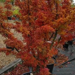 Specimen trees, shrubs, hedging, grasses, ferns, acers and so much more. The Big Plant Centre @ Pantiles