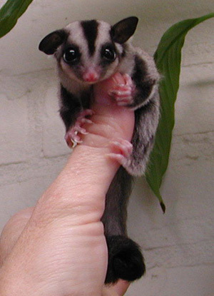 Manjakan peliharaan sugar glider anda yang imut itu dengan aksesoris yang lucu2 dari kamii ;) cara ordernya gampang bgt!! (fast response) 085697989920