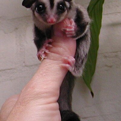 animallovers358's profile image