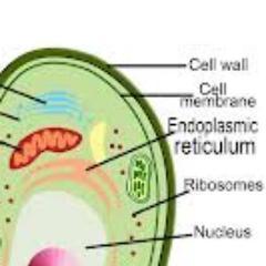 Vote4CellWall's profile picture. I have a dream, that one day, all the cells will be safe from the terrors of the outside world. Until then I will do my best.