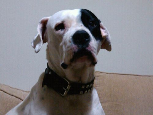 Thehgham's profile picture. 