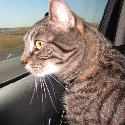 1Dolce1AZ's profile picture. 