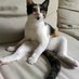Tiki The Cat (@tikithekittycat) Twitter profile photo Tiki The Cat (@tikithekittycat) Twitter profile photo