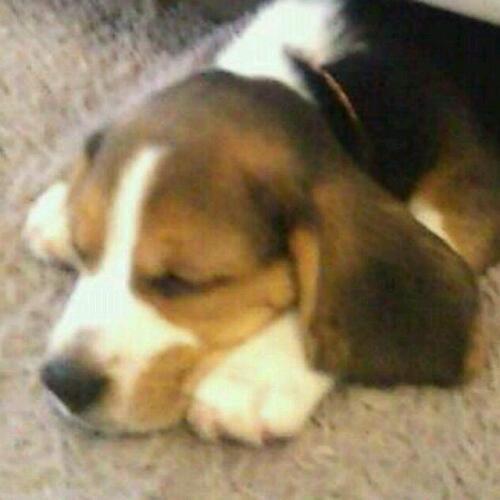 matsukos2's profile picture. FP×認定心理士,人間学修士(2023.3修了)
メンタルヘルスマネジメントⅡ種,心理学検定1級,日本心理学会所属,家族は夫(がんサバイバー,うつ病)とビーグルのモカ♀(13歳)
2026年社労士試験を目指し勉強中！