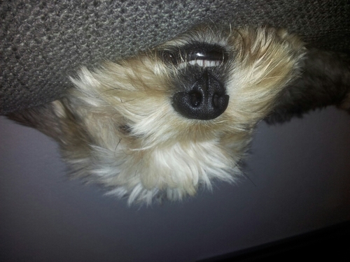 Dodo85nl's profile picture. 