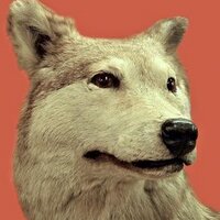 NatHistConservation (@nathistconserve) 's Twitter Profile