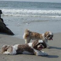 RalphML (@ralphml) 's Twitter Profile