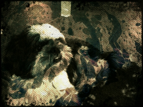 Ik ben Max. Een boomer // @DeImre is mijn baasje // i ♥ wandelen en andere honden en katten bespringen