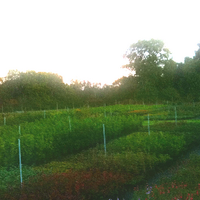 Cain Nursery (@cainnursery) 's Twitter Profile
