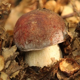 Vivo in montagna (oggi male!), scappo dalla città, quando mi ci portano. Raccoglitore di funghi. Italian food expert. Giornalista, quando ne vale la pena. GAE