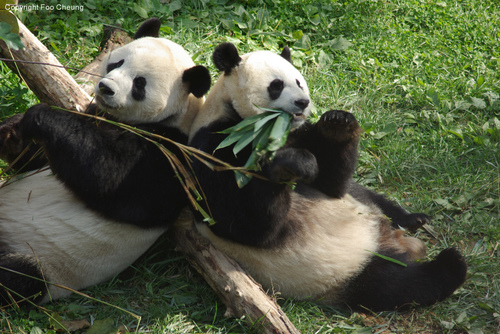 Dedicated to keeping giant pandas Mei Xiang and Tian Tian at the Smithsonian's National Zoo