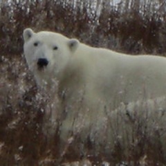 CatherineIHood's profile picture. 