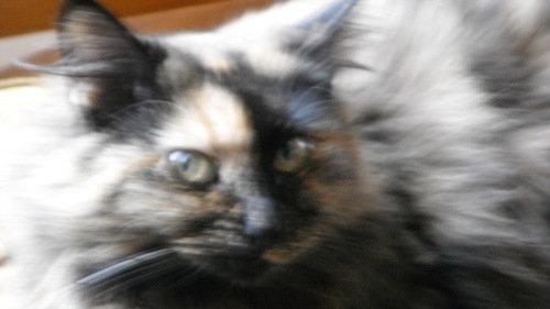 cathypross's profile picture. 