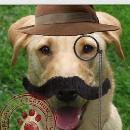 Your local resource for dog walkers and owners in Greenwich. Reporting dog attacks, and dogs to be aware of in the local area and other dog news.
#Greenwichdog