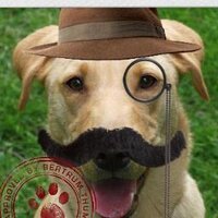 Greenwich Dogwatch(@greenwich_dogs) 's Twitter Profile Photo