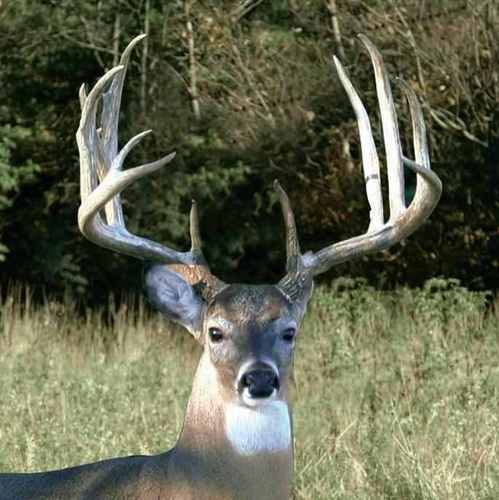 inside the head of a big buck