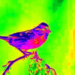 Passionate about all things environmental & newly keen birder eager to learn. A big foodie so would like 2 share fav recipes & try 2 grow some of my own veggies
