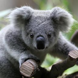 Dude he sleeps 22 hours a day, eats eucalyptus leaves and just hangs out. I want to spend some time with that guy.