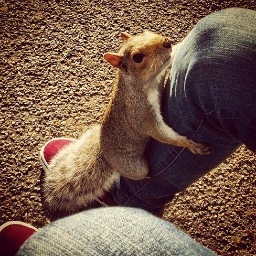 Just your friendly Towson squirrels here to say wassup!