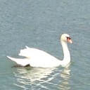 aileen ching - @aalckw - Twitter