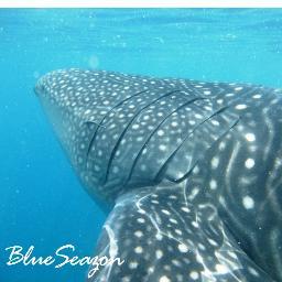 2012年3月 フィリピン ボホール島 アロナビーチでダイビングサービス始めました！ BlueSeazonDiveShop
ボホール は新鮮な魚が豊富！海も綺麗！ビールも美味い！おまけに治安も良い！ 
ショップは、アロナビーチまで歩いて１０分！

ビビッと感じた方は、seichiまでご連絡ください。