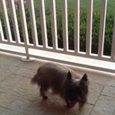 Barbara Schoen - @golfer309 - Twitter