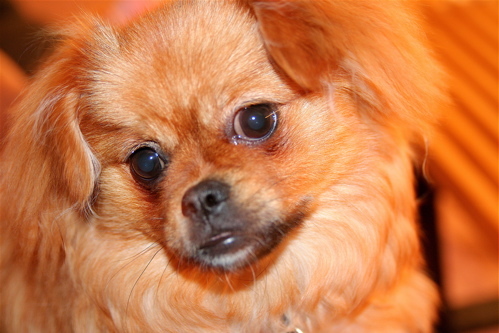 kimcheethepup's profile picture. I'm a 9 lb. peekapom. I hate crate training. I have frequent accidents on the carpet. Kibble rox!