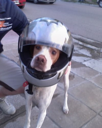 panchita_vir's profile picture. excelsa ortodoncista, comedora profesional de asados.