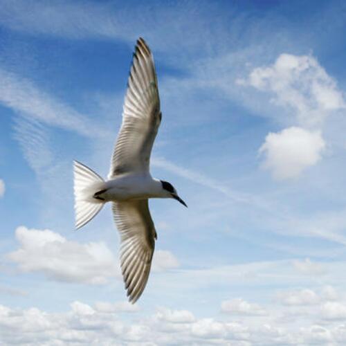 migratory_b's profile picture. 佐賀出身/川崎/社会人/ホークス/サガン鳥栖/その他スポーツ/Hawaiian6/ガンダム/AC/その他いろいろ　自転車関係は→@migratory_cycle