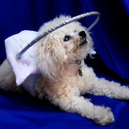 Muffin's Halo is a custom designed twice patented product that helps blind dogs & protects them from bumping into walls & objects. A Silvie Bordeaux creation.