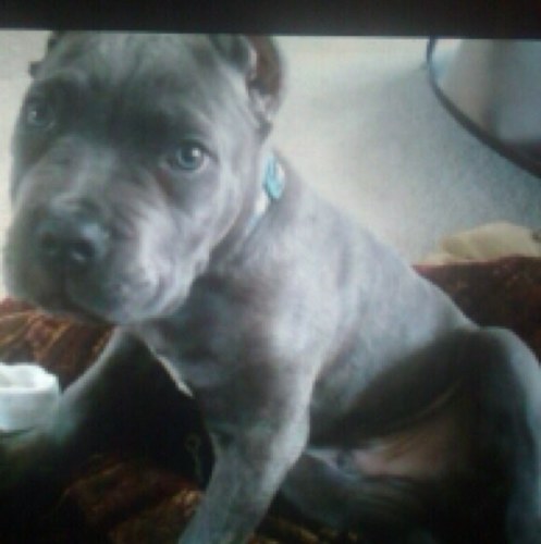 truecanecorso's profile picture. Pinnacle Performance is a professional Cane Corso breeder & provides top quality Cane Corso puppies from champion bloodlines. Contact: 855-BIG-DOGZ