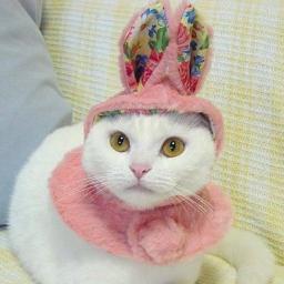 charizardbrah's profile picture. human girl