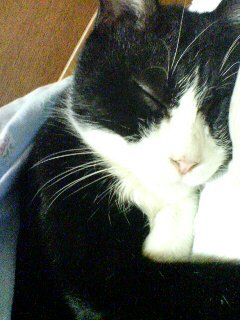 sammysweetkuro's profile picture. ﾂｲは備忘録と独り言☆
愛猫茶々さんの奴隷🐱
BS21→T16ずっと応援✊
⚾ﾊﾟ党でｵﾘﾌｧﾝ⚾
眉毛の兄貴とGRAPEVINEゆるゆるみてます☆
2023年5月3日ｽﾗｲﾀﾞｰｽﾞのいる令和☆
秋・春ツアー楽しかった☆
ソロも行ってます☆
基本ｷﾞﾀｰ弾いてるﾋﾄが好きです☆
無言ﾌｫﾛｰすみません…🙇