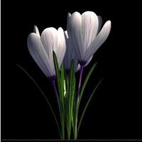 çiğdem (@gokbuget) 's Twitter Profile