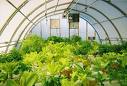 Hydroponics & Gardening Hydro and Soil Video Tutorials Online-Check Them Out Free