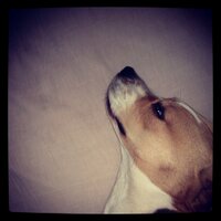 Kately Beaglechops (@peppercornpops) 's Twitter Profile Photo