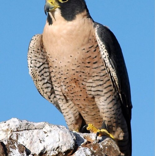 gogojiji5's profile picture. 