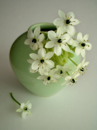 Repartiendo flores....!!