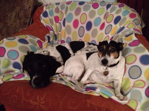 4 year old English Springer boy, in forever home with @SandVClark & Sisfur 7 year old JRT Yané & @yoda_clark RIP. My girl is a star OTRB @sunlightzzz XX