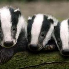 Mostly concerned with animal + environmental issues. I have been an A.C. for Greenpeace, also for Cats Protection plus had our own  animal Sanctuary.