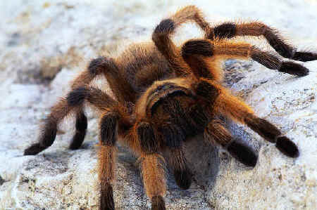 I'm Steve, #Sherlock's Tarantula. I like to tease @WatsonJohnH, and Sherlock enjoys that. I want to be @TenthDoctor's companion. Married to Doris the banana.