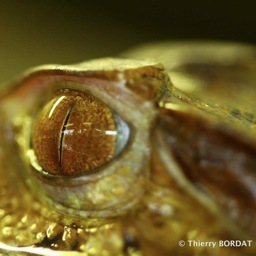 Passionné de Crocodiliens, de reptiles et de faune sauvage. La politique m'intéresse aussi beaucoup. Le débat d'idées est aussi une façon d'avancer.