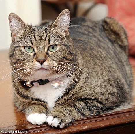 New chief mouser at Number 11 Downing Street. Brought in because of the lousy job done by @Number10Cat
Unofficial