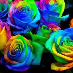 Polipetl's profile picture. Hell-critter wrangler, international tea smuggler, reader, writer, knitter, lawyer & saboteur [she/her]