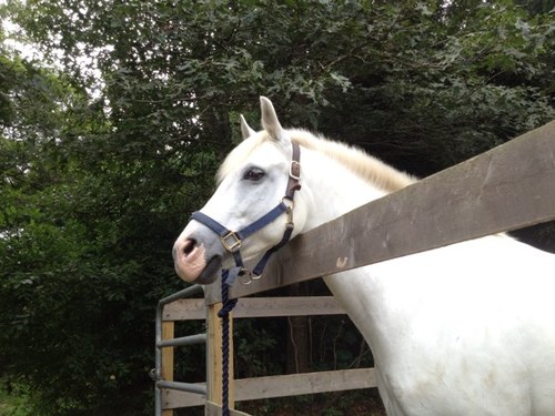 jillelynch's profile picture. 