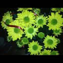 vicky valencia - @lilzpk7 - Twitter