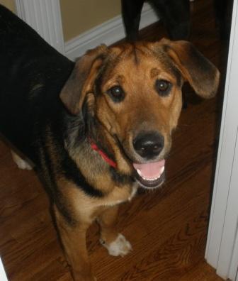 SaveourpetsSuff's profile picture. http://t.co/Vy9HgRfv  Spreading awareness about the dangers of suffocation!  Bags can be very dangerous, Clyde suffocated on a Doritos bag.