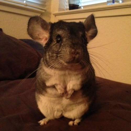 DJ_KiDCLiP's profile picture. I am the DJ for the greatest rapper ever, M.C. Rafa.