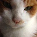 長門 (@082006120225) Twitter